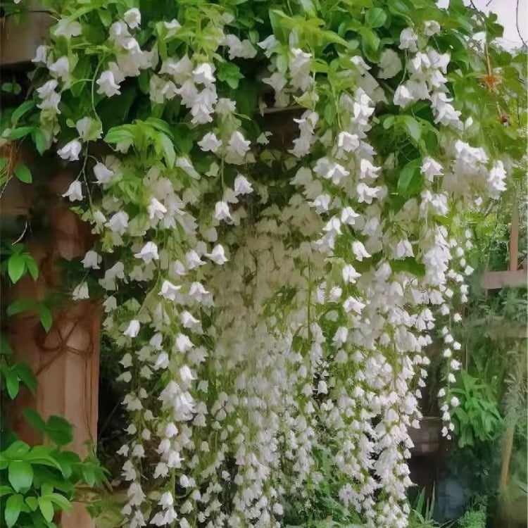 🌸Climbing Jasmine Flower Seeds - Nighttime Perfumer